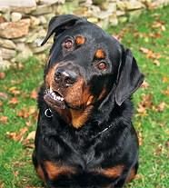 Animalutze:D:D:D - am gasit o poza k el si unde k el cand era mic ff - Cafenea