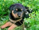 Animalutze:D:D:D - exact asa arata cand era mic - Cafenea