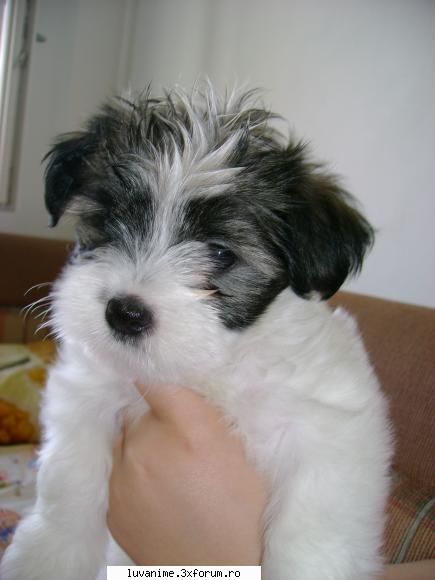 Animalutze:D:D:D - Max:D:D:D avea tzepi in cap:D:D:D lam dat cu - Cafenea