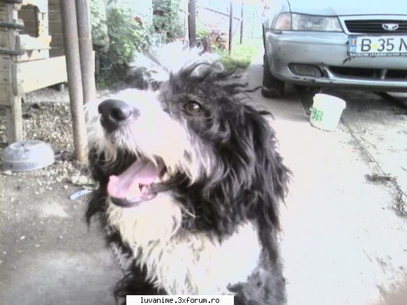 Animalutze:D:D:D - acesta este Teddytza:D:D:D si el este tot la - Cafenea