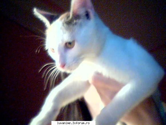 Animalutze:D:D:D - asta ii pisi mea,o cheama Kitty si ii foarte - Cafenea
