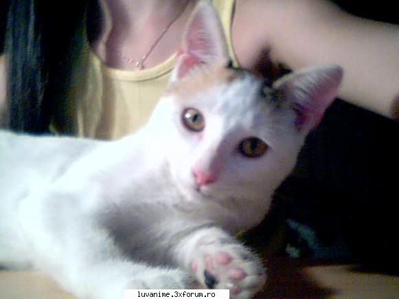 Animalutze:D:D:D - Rika-Chan - Cafenea